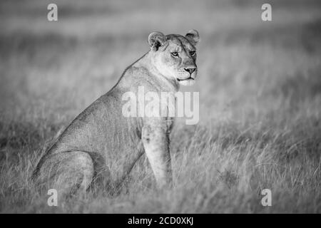 Ritratto in bianco e nero di una leonessa (Panthera leo) seduta nella lunga erba sulla savana di Grumeti; Tanzania Foto Stock