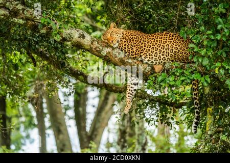 Leopardo (Panthera pardus) che dorme sul ramo dell'albero con la gamba che penzola verso il basso; Kenya Foto Stock