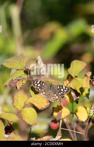 Una farfalla di legno a forma di speckled (Pararge aegeria) Seduto su una foglia di lampone (Rubus idaeus) in tarda estate Foto Stock