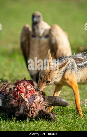 Primo piano di jackal con supporto nero (Canis mesomelas) che si allatta da una carcassa come avvoltoio sta accanto; Tanzania Foto Stock