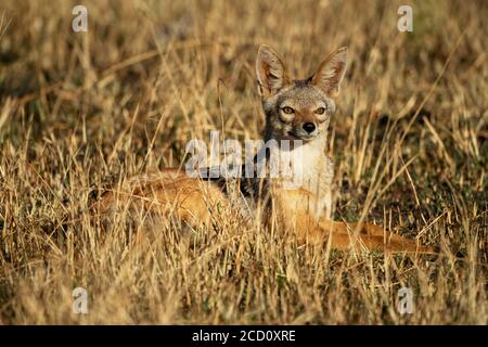 Ritratto di jackal nero-backed (Canis mesomelas) che giace nella testa di sollevamento erba e guardando allerta; Tanzania Foto Stock