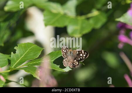 Una farfalla di legno a forma di speckled (Pararge aegeria) Poggia su una foglia di cenere (Fraxinus Excelsior) in tarda estate Foto Stock