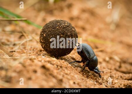 Primo piano di letame sterco (Scarabaeidae) spingendo palla di feci su pendio; Tanzania Foto Stock