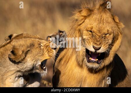 Primo piano di una leonessa arrabbiata che schiaffa il leone maschio durante la lotta; Tanzania Foto Stock