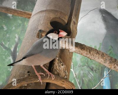Java Finch - Lonchura oryzivora un bellissimo uccello con un becco rosso arroccato su un ramo. Foto Stock