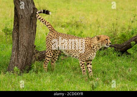 Ghepardo (Acinonyx jubatus) in piedi da tronco di albero che segna il territorio; Tanzania Foto Stock