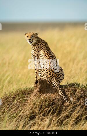 Ritratto di ghepardo (Acinonyx jubatus) seduto sul tumulo di termite sulla savana guardando indietro la macchina fotografica; Tanzania Foto Stock