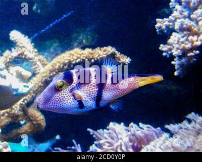 Spider's Eye Puffer - Canthigaster valentini un pesce d'acqua salata con un motivo distintivo. Foto Stock