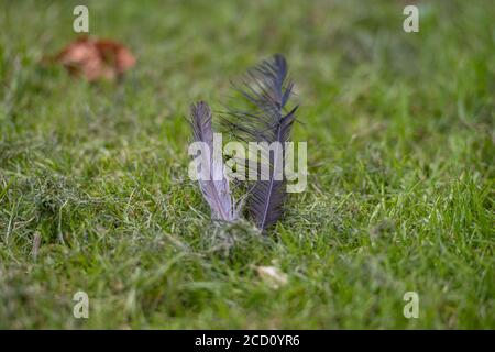 Immagine in primo piano di due piume di uccelli in erba verde. Profondità di campo poco profonda Foto Stock