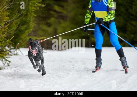 Corsa di cani da sci. Gara di sport invernali per cani. Il cane puntatore tira sciatore. Sci attivo su pista di fondo innevata Foto Stock