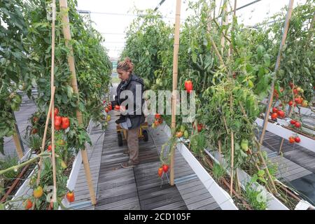 RACCOLTA DI VERDURE PRESSO LA FATTORIA URBANA DI PARIGI Foto Stock