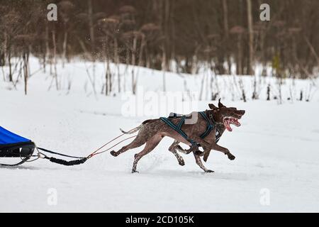 Inverno slitta corsa cane. Gara di squadra di slitta sportiva per cani. I cani puntatore tirano la slitta con il musher. Attivo su strada di fondo nevosa Foto Stock