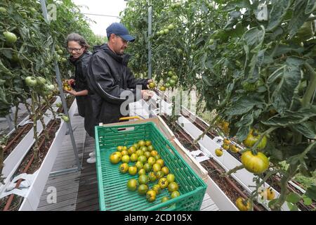 RACCOLTA DI VERDURE PRESSO LA FATTORIA URBANA DI PARIGI Foto Stock