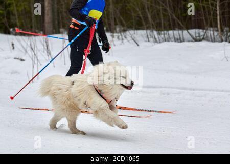 Corsa di cani da sci. Gara di sport invernali per cani. Il cane Samoyed tira sciatore. Sci attivo su pista di fondo innevata Foto Stock