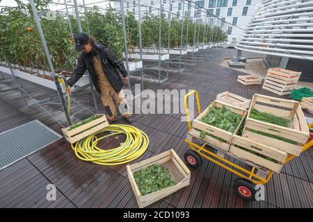 RACCOLTA DI VERDURE PRESSO LA FATTORIA URBANA DI PARIGI Foto Stock