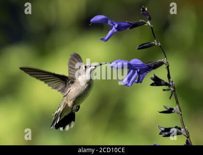 Closeup di Hummingbird Ruby-thorated in volo e sorseggiando nettare da nero e blu Hummingbird Sage fiore. Quebec, Canada. Foto Stock