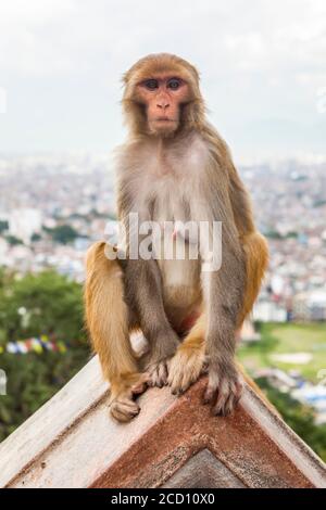 Una scimmia macaque femminile si siede in cima ad un tetto, al Tempio delle scimmie di Swayambhunath, con bandiere di preghiera e la città di Kathmandu in background su... Foto Stock