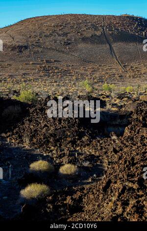 Deserto di sonora negli altopiani della Riserva della Biosfera di El Pinacate e del Grande deserto dell'altare a sonora, Messico. Patrimonio dell'umanità dall'unesco. Ecosistema tipico tra il confine del deserto dell'Arizona e sonora. Piante e vegetazione sparsa del deserto. L'area simula la superficie lunare con fiumi e mari di lava dai vulcani, vulcanici con un'estesa catena di coni vulcanici e crateri. Arida, secca, siccità.(Foto di Luis Gutierrez/Norte Foto) Desierto de sonora en la sierra de la Reserva de la Biosfera El Pinacate y gran desierto de altare en sonora, Messico. Patrionio de la Humanid Foto Stock