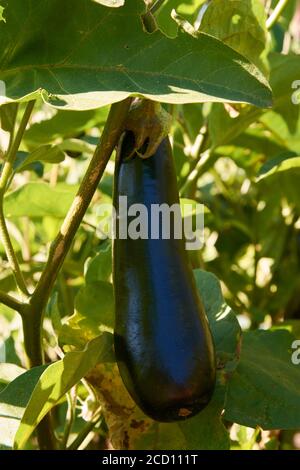 Melanzane viola scuro mature in crescita Foto Stock