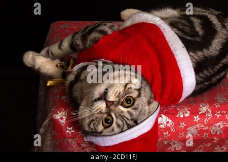 Closeup di un gatto carino che indossa abiti di Natale Foto Stock