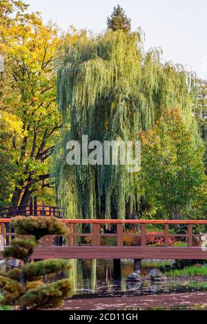 Colori autunnali nel Giardino Giapponese, Parco Szczytnicki; Breslavia, Slesia, Polonia Foto Stock