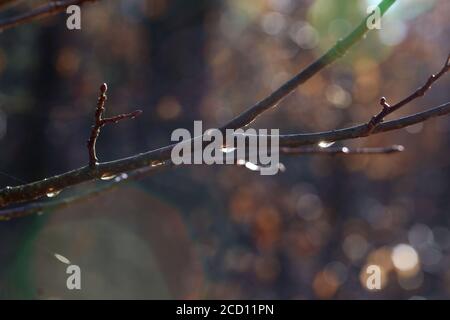 Closeup di un albero ramoscello con gocce di rugiada sotto la luce del sole Foto Stock