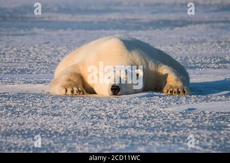 Orso polare (Ursus maritimus) che dorme sulla neve; Churchill, Manitoba, Canada Foto Stock