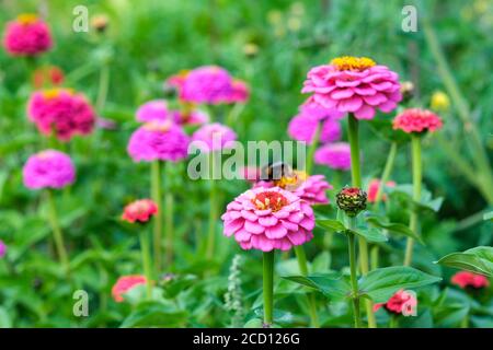 Fiori di Zinnia che crescono su un'assegnazione Foto Stock