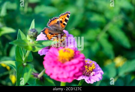 Farfalla dell'Ammiraglio rosso su fiore di Zinnia in un'assegnazione Foto Stock