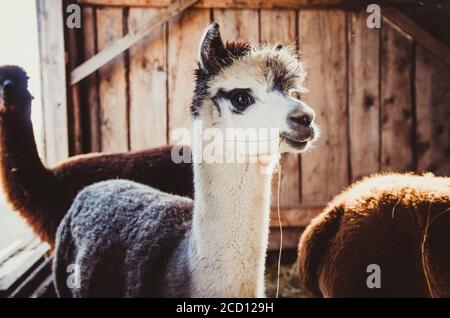Simpatico alpaca bambino nel fienile illuminato dalla luce solare Foto Stock