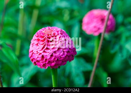 Fiori di Zinnia che crescono su un'assegnazione Foto Stock