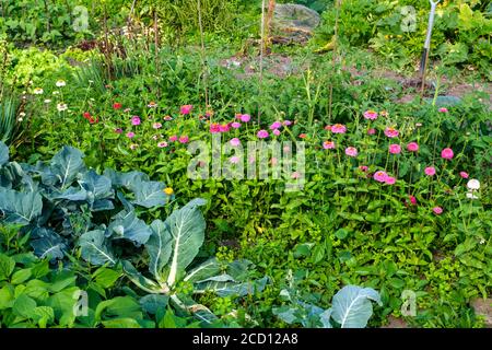 Fiori di Zinnia che crescono su un'assegnazione Foto Stock