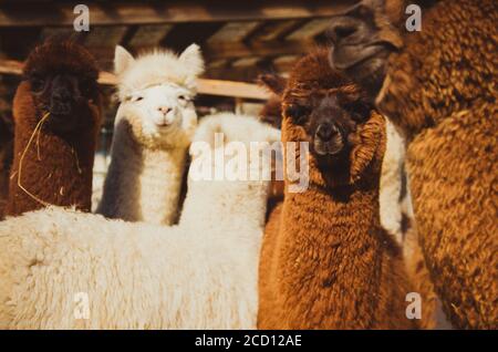 Gruppo di simpatici alpaca al di fuori della fattoria su un soleggiato giorno Foto Stock