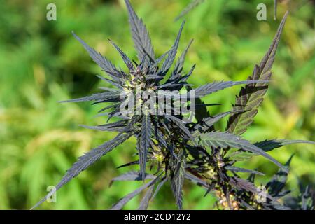 Testa di pianta di cannabis viola (cannabis sativa) Foto Stock