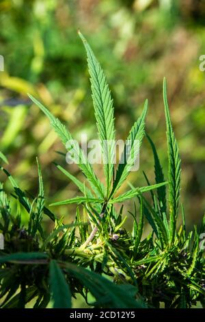 Foglia di cannabis su una pianta (cannabis sativa) Foto Stock