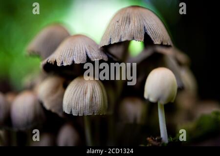 Toadstools o funghi che crescono su un vecchio albero coperto di muschio (morto) in una foresta nel Regno Unito. Foto Stock