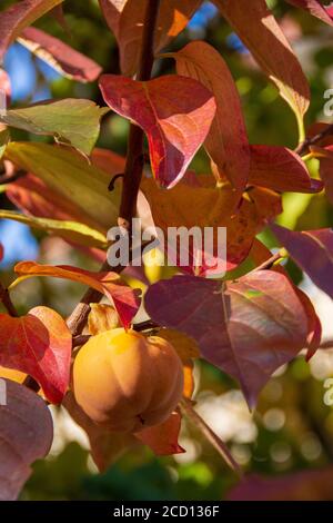 Frutto del persimmon su un albero (Diospyros kaki) in autunno Foto Stock