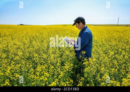 Coltivatore in piedi in un campo di canola utilizzando una tavoletta e ispezionando il rendimento; Alberta, Canada Foto Stock