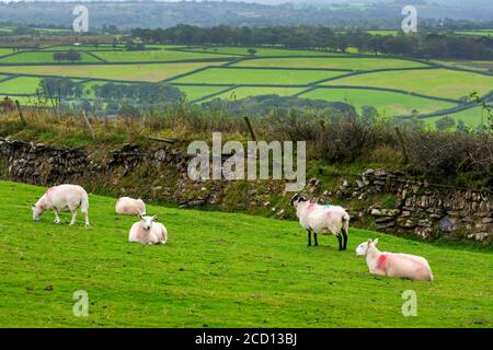 Un prato verde con pecore delimitate da alberi, una recinzione rocciosa e un mosaico di prati verdi collinari sullo sfondo; Cornwall County, Inghilterra Foto Stock