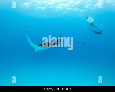 Vista subacquea del gigante hovering oceanic manta ray, Manta Birostris , e uomo free diving in blu oceano. La visione di mondo sottomarino durante l avventura Foto Stock