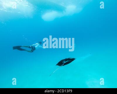 Vista subacquea del gigante hovering oceanic manta ray, Manta Birostris , e uomo free diving in blu oceano. La visione di mondo sottomarino durante l avventura Foto Stock