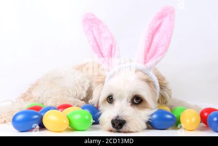 Closeup di un adorabile cane Havanese con orecchie conigliate, sdraiato accanto alle colorate uova di Pasqua Foto Stock