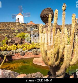 Tropical il giardino dei cactus a Guatiza village, Lanzarote, Isole Canarie, Spagna Foto Stock