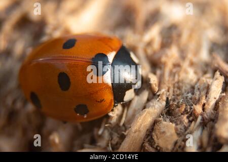 Una fotografia macro di un ladybird comune a sette punti. Foto Stock