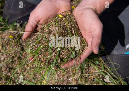 Mani che tengono il seme di fiore selvatico raccolto fuori da un prato di fieno tradizionale come parte di un programma di restauro. North Yorkshire, Regno Unito. Foto Stock