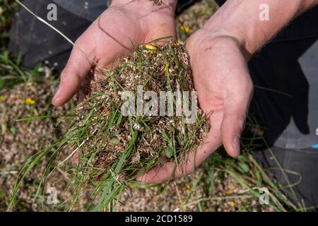 Mani che tengono il seme di fiore selvatico raccolto fuori da un prato di fieno tradizionale come parte di un programma di restauro. North Yorkshire, Regno Unito. Foto Stock