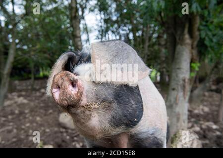 Maiale fattoria nella sua penna all'aperto, Cumbria, Regno Unito. Foto Stock