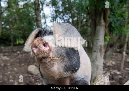 Maiale fattoria nella sua penna all'aperto, Cumbria, Regno Unito. Foto Stock