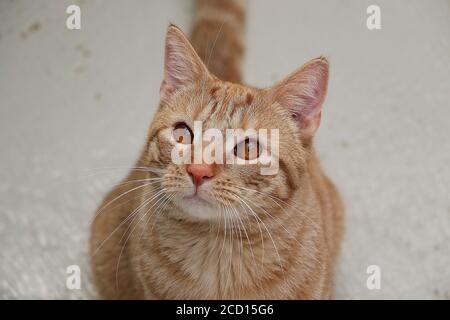 Primo piano di un gatto dagli occhi arancioni che guarda in alto Foto Stock