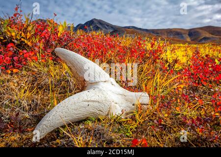 Cranio di pecora dall su tundra di colore autunnale, Brooks Mountains sullo sfondo. Porte del Parco Nazionale Artico e riserva, Alaska Artico in au... Foto Stock